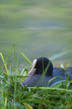 A coot (Fulica atra) sits in the nest on the shore of Lake Toblach, Oblach, Höhlenstein Valley,