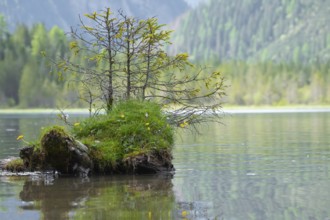 Small conifers growing on a grass-covered tree stump in Lake Dobbiaco, Lake Dobbiaco, Dobbiaco, Val