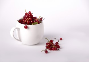 Red currant in a white mug, copy space