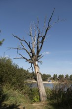 Dry tree on the lake shore, copy space