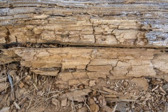 Rotten wood, textured beige background