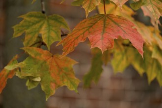Red and yellow maple leaves on a branch, selective focus