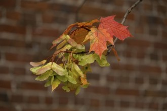 Maple branch with a cluster of diptera against a brick wall