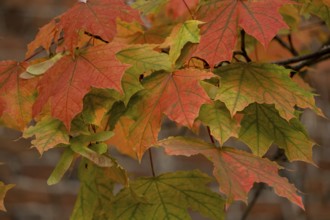 Maple leaves yellow, green, red