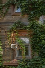 Fragment of an abandoned 19th century wooden house covered in ivy, Nizhny Novgorod, Russia