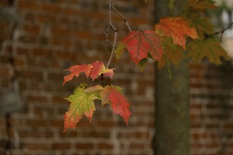 Branch with red maple leaves on a brick wall background, selective focus