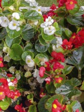 White and red begonia in a flowerbed