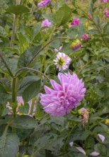 Dahlias growing in the garden, selective focus