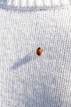 Ladybug on a white knitted jumper, copy space