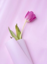 One tulip in a roll of pink paper, close-up, copy space