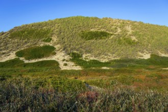 Inland dune, dune with marram grass and heather, North Sea, island, Sylt