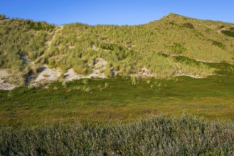 Inland dune, dune with marram grass and heather, North Sea, island, Sylt