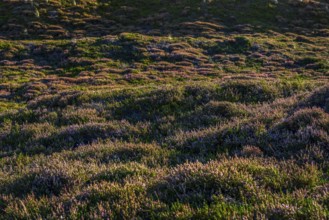 Inland dune, dune, heather, nature reserve, North Sea, island, Sylt