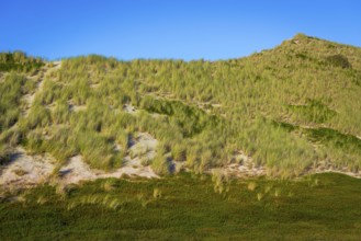 Inland dune, dune with marram grass and heather, North Sea, island, Sylt