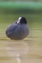 Close-up of a coot (Fulica atra) standing in the shallow water of Lake Dürrensee, Dolomites, South