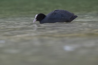 Close-up of a coot (Fulica atra) swimming in the shallow waters of Lake Dürrensee, Dolomites, South