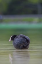 Close-up of a coot (Fulica atra) standing in the shallow water of Lake Dürrensee, Dolomites, South
