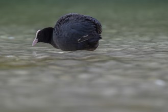Close-up of a coot (Fulica atra) standing in the shallow water of Lake Dürrensee, Dolomites, South