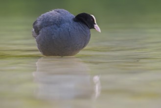 Close-up of a coot (Fulica atra) standing in the shallow water of Lake Dürrensee, Dolomites, South