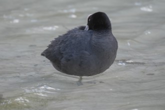 Close-up of a coot (Fulica atra) standing in the shallow water of Lake Dürrensee and sticking its