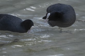 Close-up of two coots (Fulica atra) standing in the shallow water of Lake Dürrensee, Dolomites,