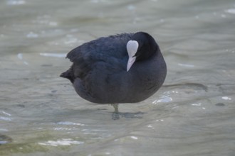 Close-up of a coot (Fulica atra) standing in the shallow water of Lake Dürrensee, Dolomites, South