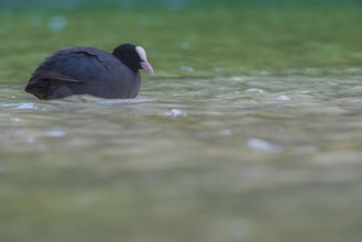 Close-up of a coot (Fulica atra) swimming in the shallow waters of Lake Dürrensee, Dolomites, South