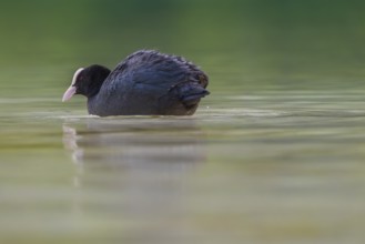 Close-up of a coot (Fulica atra) swimming in the shallow waters of Lake Dürrensee, Dolomites, South