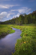 View along the stream Fiume Ansiei over a forest in the direction of the Three Peaks, Punta