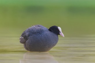 Close-up of a coot (Fulica atra) standing in the shallow water of Lake Dürrensee, Dolomites, South