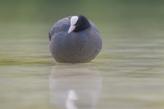Close-up of a coot (Fulica atra) standing in the shallow water of Lake Dürrensee, Dolomites, South