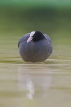 Close-up of a coot (Fulica atra) standing in the shallow water of Lake Dürrensee, Dolomites, South