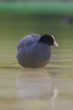Close-up of a coot (Fulica atra) standing in the shallow water of Lake Dürrensee, Dolomites, South