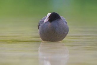 Close-up of a coot (Fulica atra) standing in the shallow water of Lake Dürrensee, Dolomites, South