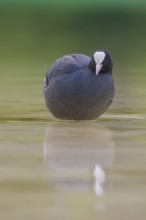 Close-up of a coot (Fulica atra) standing in the shallow water of Lake Dürrensee, Dolomites, South