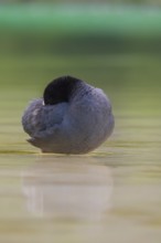 Close-up of a coot (Fulica atra) standing in the shallow water of Lake Dürrensee and sticking its