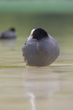 Close-up of a coot (Fulica atra) standing in the shallow water of Lake Dürrensee, Dolomites, South