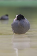 Close-up of a coot (Fulica atra) standing in the shallow water of Lake Dürrensee, Dolomites, South