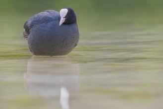 Close-up of a coot (Fulica atra) standing in the shallow water of Lake Dürrensee, Dolomites, South