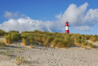 The Lister lighthouse at Ellenbogen, morning light, morning mood, dune, North Sea island, Sylt