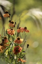 Sunflower (Helenium autumnale), faded orange flower heads with hanging flowers, backlit with an