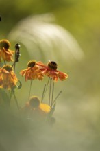 Sunflower (Helenium hybridum), faded orange flower heads with drooping petals, atmospheric play of