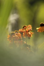Sunflower (Helenium hybridum), faded orange flower heads with drooping petals, atmospheric play of