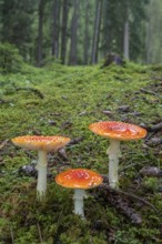 Red fly agaric (Amanita muscaria), Pillberg, Pill, Tyrol, Austria