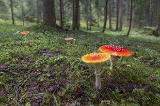 Red fly agaric (Amanita muscaria), Pillberg, Pill, Tyrol, Austria