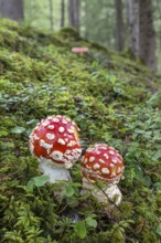 Red fly agaric (Amanita muscaria), Pillberg, Pill, Tyrol, Austria