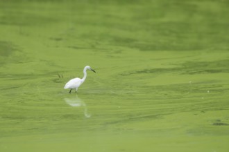 Little Egret (Egretta garzetta), Großwilfer renaturation area, Großwilfersdorf, Burgenland, Austria