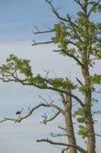 White stork (Ciconia ciconia), sitting on a tree, Sterntaler Filze, Bad Feilnbach, Bavaria, Germany