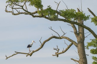 White stork (Ciconia ciconia), sitting on a tree, Sterntaler Filze, Bad Feilnbach, Bavaria, Germany