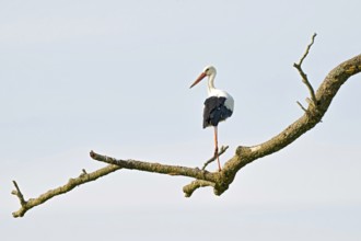 White stork (Ciconia ciconia), sitting on a tree, Sterntaler Filze, Bad Feilnbach, Bavaria, Germany